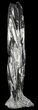 Tall Tower Of Polished Orthoceras (Cephalopod) Fossils #51323-1